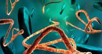 New Ebola Outbreak Declared in Congo