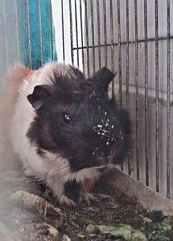 Hangi tür bilen var mı?