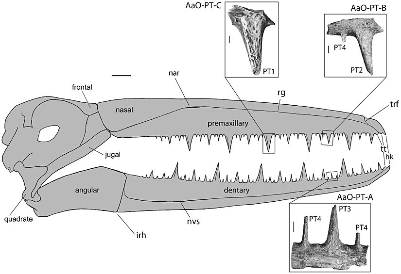 Gaga yapısının anatomik analizi.