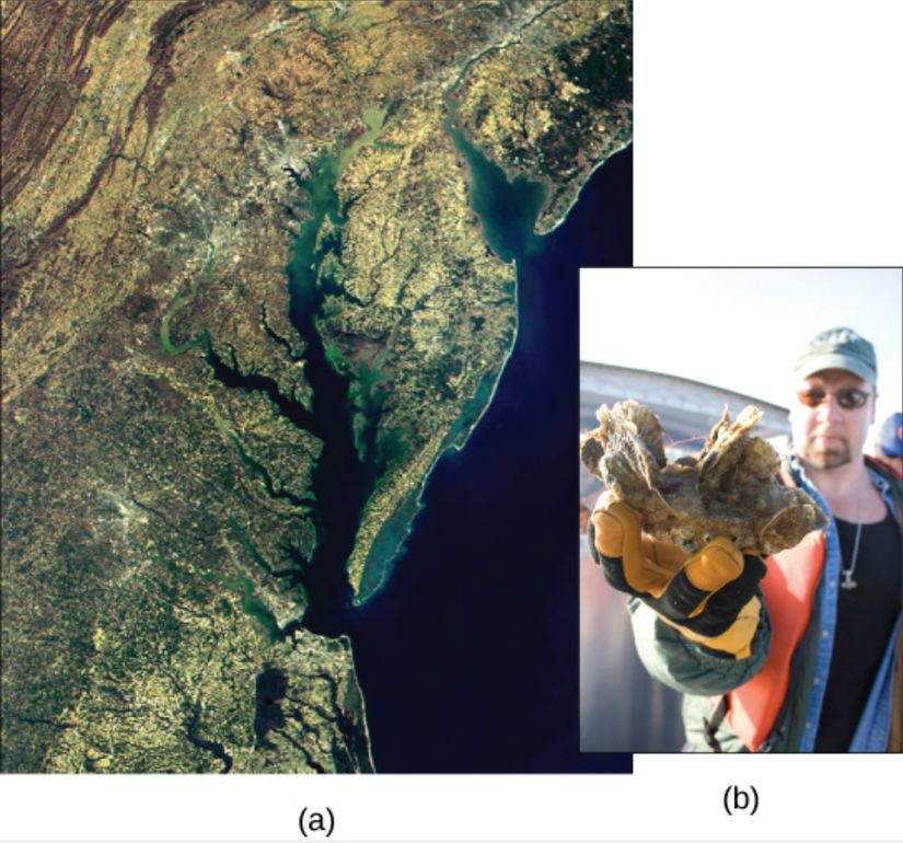 (a) Chesapeake Körfezi, fosfat ve azot akışlarından etkilenen ekosistemin uydu görüntüsü. (b) Ordu Mühendisler Birliği üyesi, körfezdeki istiridye restorasyon çalışmalarının bir parçası olarak kullanılan bir istiridye kümesini tutuyor.