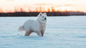 Canada Makes Historic Apology For Inuit Dog Slaughter