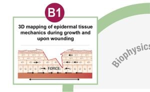 Unraveling Zebrafish Axis Elongation Mechanisms Through Tissue Dynamics