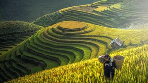 Women Transform Vietnamese Agriculture And Tourism