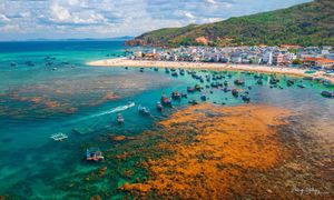 Ninh Thuan's Seaweed Fields Attract Nature Lovers