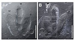 Deri İzleri Korunmuş Dinozor Ayak İzi Keşfedildi!