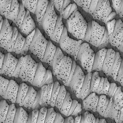 The Dotted Dunes of Mars