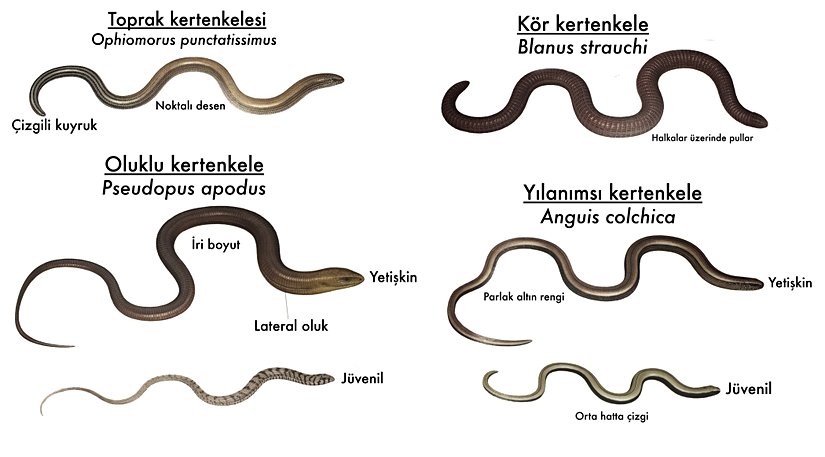 Türkiye'de yaşayan "yılan olmayan" uzuvsuz sürüngenler. Kör kertenkele, Amphisbaenia isimli, kertenkeleler ile yakın akraba olan farklı bir taksona üyedir.