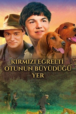 Kırmızı Eğrelti Otunun Büyüdüğü Yer