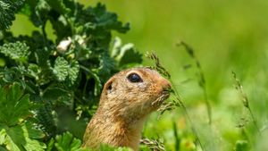 Innovative AI Technology Aids Endangered Red Squirrel Conservation