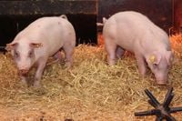Gene-edited pigs resistant to swine fever could boost animal welfare