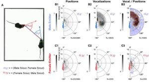 Female Mouse Vocalizations: Low Rates Unraveled During Courtship