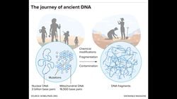 Antik DNA