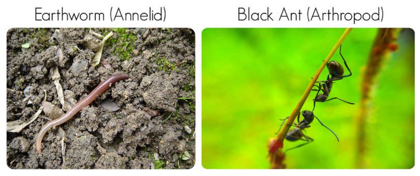 Toprak solucanı (Annelid) ve Kara Karınca (Eklembacaklı). Bir toprak solucanı birçok küçük segmentten oluşur. Bir karıncanın üç büyük segmenti vardır. Karıncaların eklemli bacaklarına ve &quot;hissedicilerine&quot; dikkat edin.