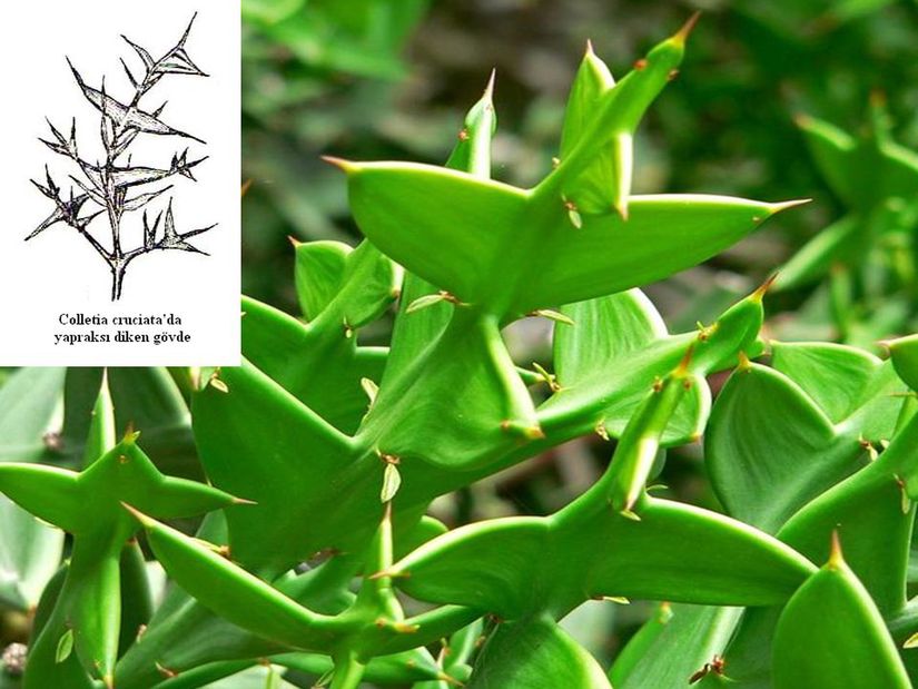 Colletia cruciata'da yapraksı diken gövde metamorfozu.