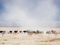 Over 100 soldiers sent to battle fire that ravaged a key nature reserve in Namibia - Face2Face Africa