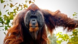 İnsangiller (Hominidae)