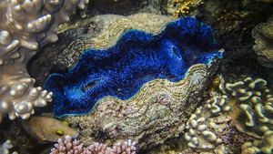 Giant Clams Adapt To Turbidity On Coral Reefs