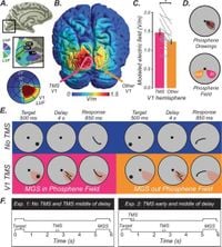 Perturbing human V1 degrades the fidelity of visual working memory - Nature Communications