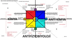 Kuantum Zeka, Kimya ve Kutsal Dörtlü: