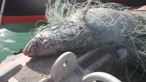 SEMAR Leads Operation Against Illegal Totoaba Fishing