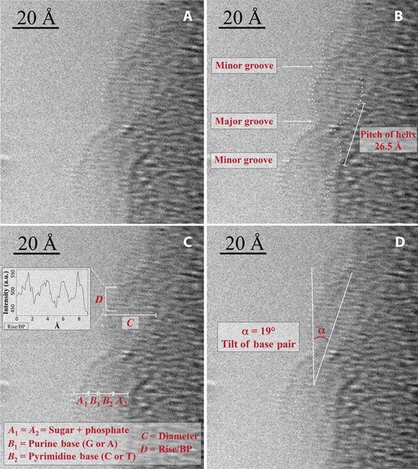 Transmisyon Elektron Mikroskobu ile çekişmiş bir DNA ipliği fotoğrafı