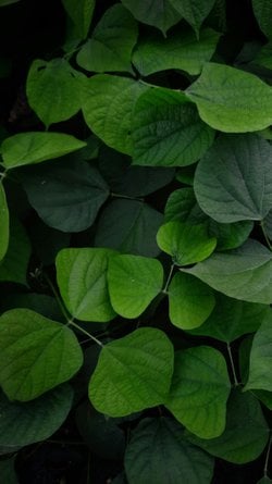 Klorofil pigmenti neden yeşildir?