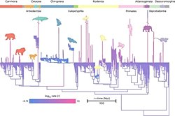 İnsanlar Evrimsel Eğilimi Aşarken Beyin Büyüklüğü Bilmecesi Çözüldü.