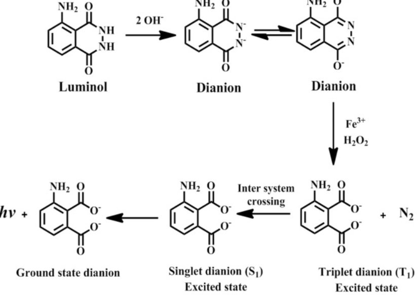 Lüminolün kemilüminesans tepkimesini gösteren bir mekanizmazma.