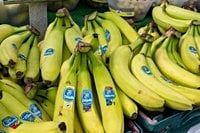 After firing them over a strike, banana giant Chiquita will rehire thousands of workers in Panama - Le Ravi