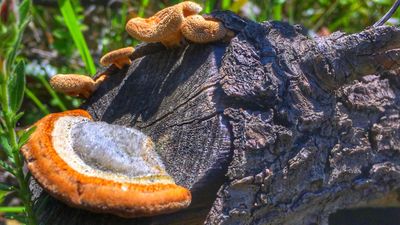 Mantarlar (Fungi)