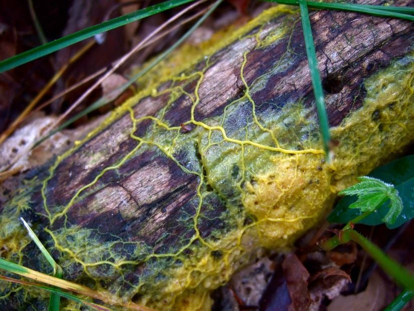 Ağaç kabuğunun üzerindeki Physarum polycephalum