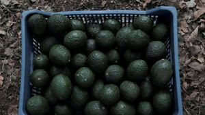 Will Trump’s Tariffs Add To Your Guacamole Bill?