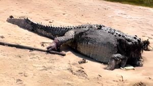 Crocodile Stalks Australian Couple For Days After Car Washes Away