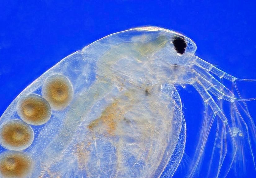 İçerisinde dört adet yuvarlak yumurta bulunduran saydam bir su piresinin mikroskobik görüntüsü. Dişi bir tatlı su piresi ("Daphnia magna") partenogenetik yumurtalar taşıyor.