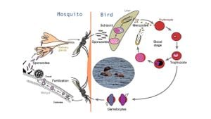 New Study Uncovers Blood-Borne Parasites In Pakistani Lizards