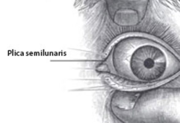 Atalarımızdan kalma üçüncü göz kapağımız: Plica semilunaris
