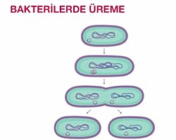 Bakteri ikiye bölünmesi sırasında ana DNA'ların ve pilazmitlerin hareketini sağlayan şey nedir?