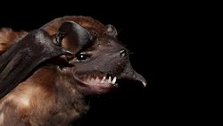 Yarasalardaki Yeni Virüsler Maymunlara Sıçrayarak İnsanlar İçin Risk Oluşturuyor!