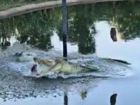 Oracle croc predicts 2025 federal election winner