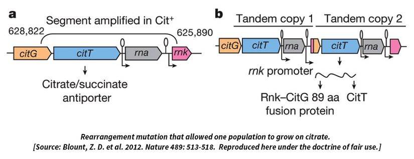 Yeniden düzenlenen mutasyon bir popülasyonun sitratta büyümesine izin verdi.
