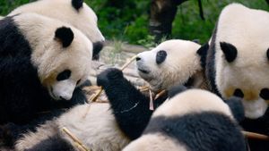 Giant Pandas Return To U.S. Zoos, Inviting Community Support