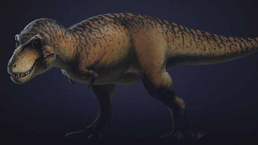 Tyrannosaurus rex (T. rex) Nedir? Sesi Gerçekte Nasıldı? Kolları Ne İşe Yarıyordu?