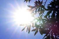 東京都心の「桜」開花は近い？25.6度で初の夏日、市原市では26.9度…ソメイヨシノ開花一番乗りは高知、熊本：東京新聞デジタル