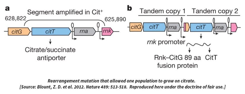 Yeniden düzenlenen mutasyon bir popülasyonun sitratta büyümesine izin verdi.