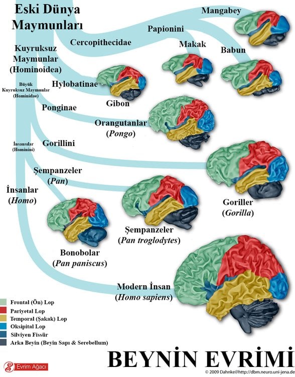 Primatlarda beynin evrimi
