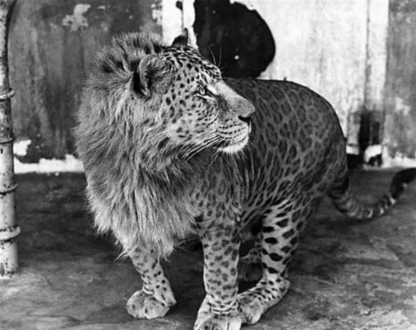 Leopar ve Aslan Melezi Olan