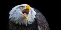 Bald eagle who gained stardom after trying to hatch rock found dead following storms