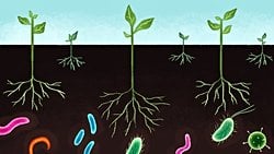 Toprak Benzeri Şeffaf Maddeler Sayesinde Toprak Ekolojisini Yakından İzlemek Mümkün Oluyor!