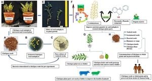 Biofertilizers Boost Chickpea Growth And Soil Quality