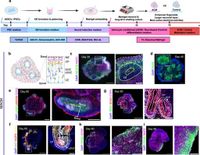 Astrocyte-secreted cues promote neural maturation and augment activity in human forebrain organoids - Nature Communications